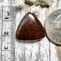 Agatized Dinosaur Bone