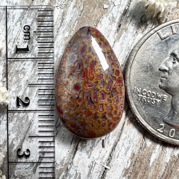 Agatized Dinosaur Bone