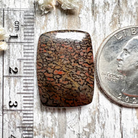 Agatized Dinosaur Bone