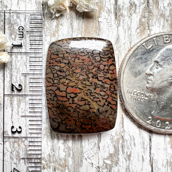 Agatized Dinosaur Bone