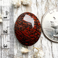 Agatized Dinosaur Bone