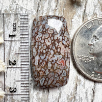 Agatized Dinosaur Bone