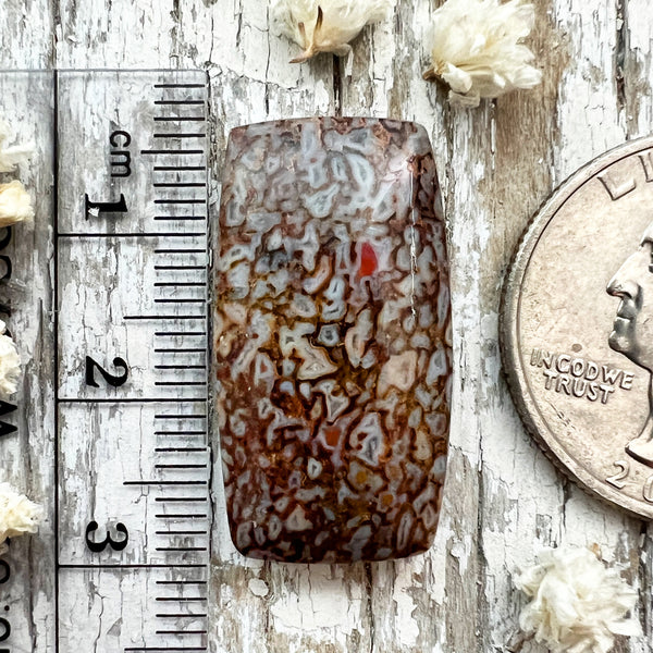 Agatized Dinosaur Bone