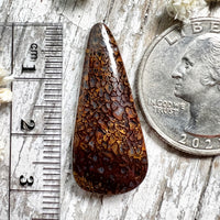 Agatized Dinosaur Bone