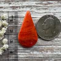 Spiny Oyster Shell Orange