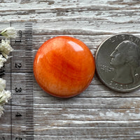 Spiny Oyster Shell Orange