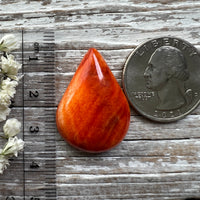 Spiny Oyster Shell Orange