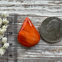 Spiny Oyster Shell Orange
