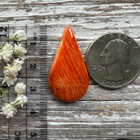 Spiny Oyster Shell Orange